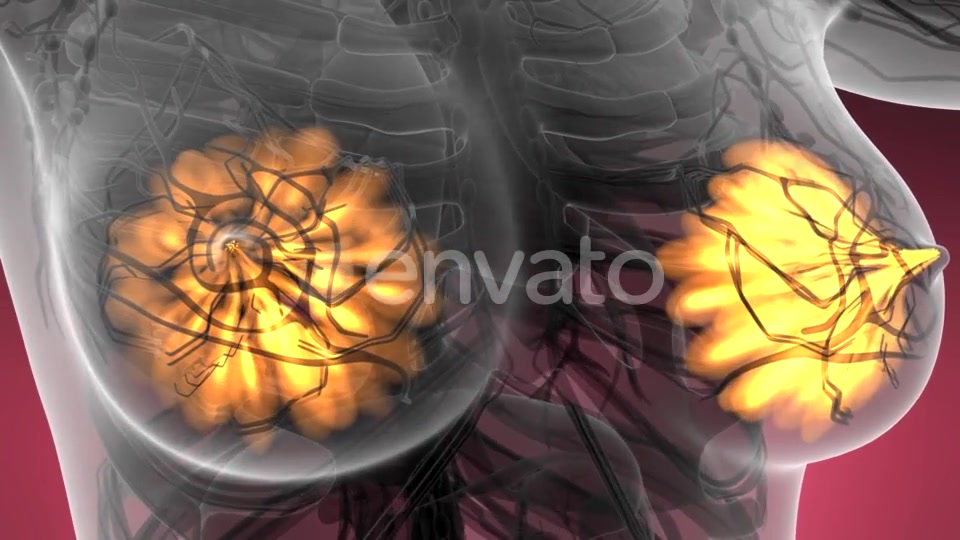 Human Body with Visible Glow Mammary Gland - Download Videohive 21593406