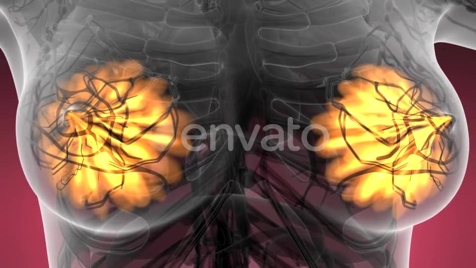 Human Body with Visible Glow Mammary Gland - Download Videohive 21593406