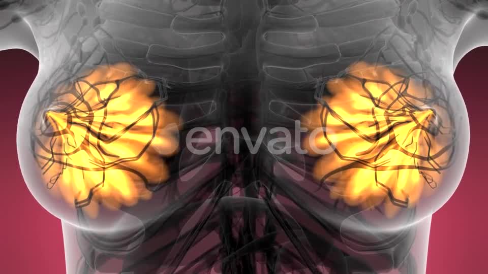 Human Body with Visible Glow Mammary Gland - Download Videohive 21593406