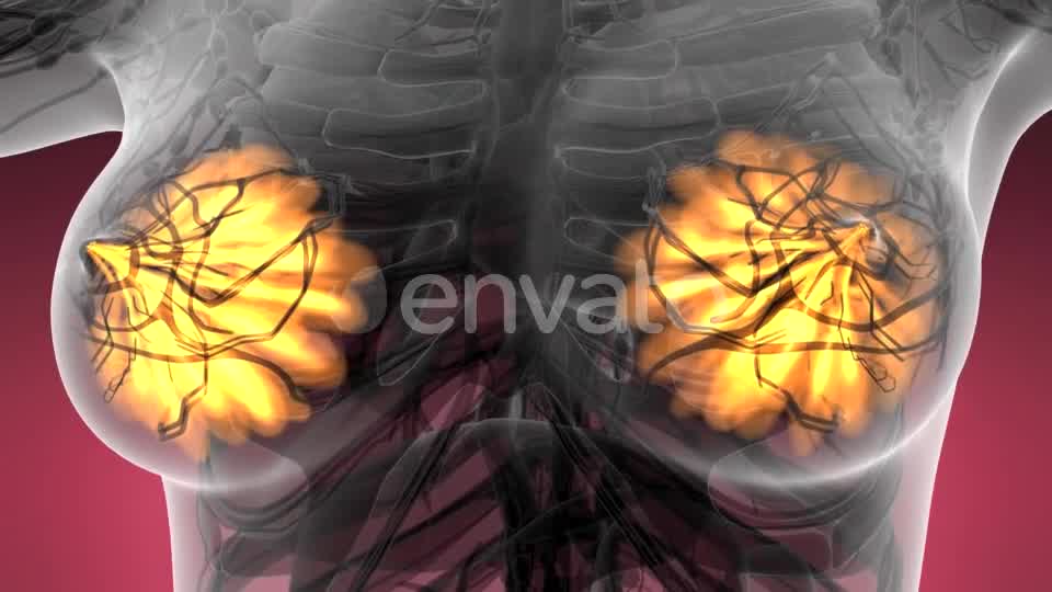 Human Body with Visible Glow Mammary Gland - Download Videohive 21593406