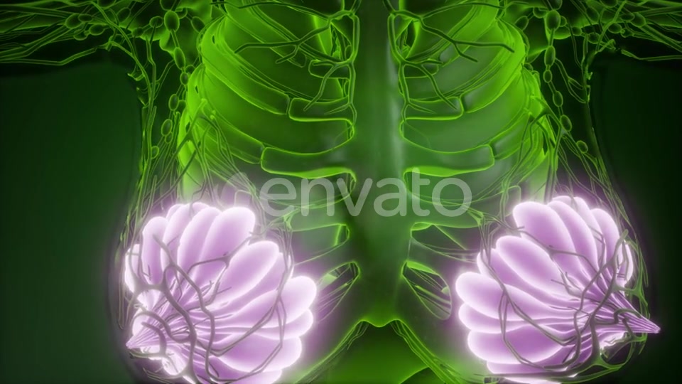 Human Body with Visible Glow Mammary Gland - Download Videohive 21674392