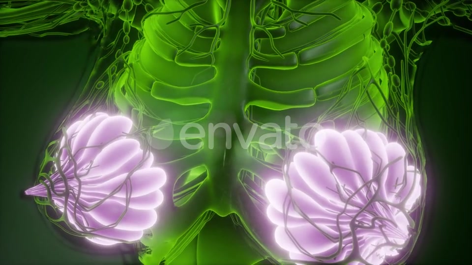 Human Body with Visible Glow Mammary Gland - Download Videohive 21674392