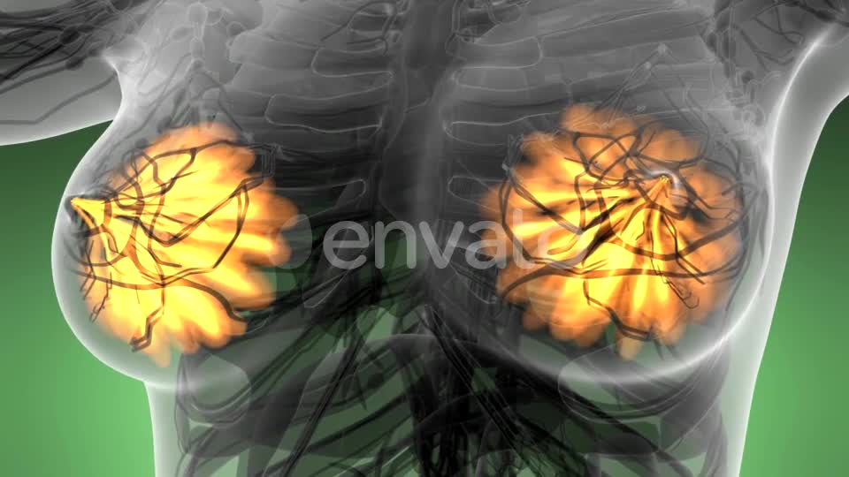 Human Body with Visible Glow Mammary Gland - Download Videohive 21723032