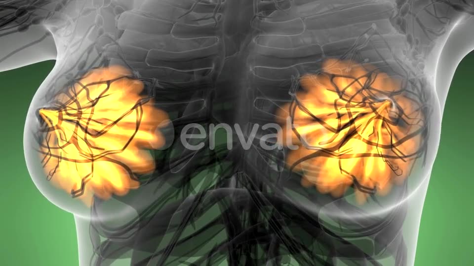 Human Body with Visible Glow Mammary Gland - Download Videohive 21723032