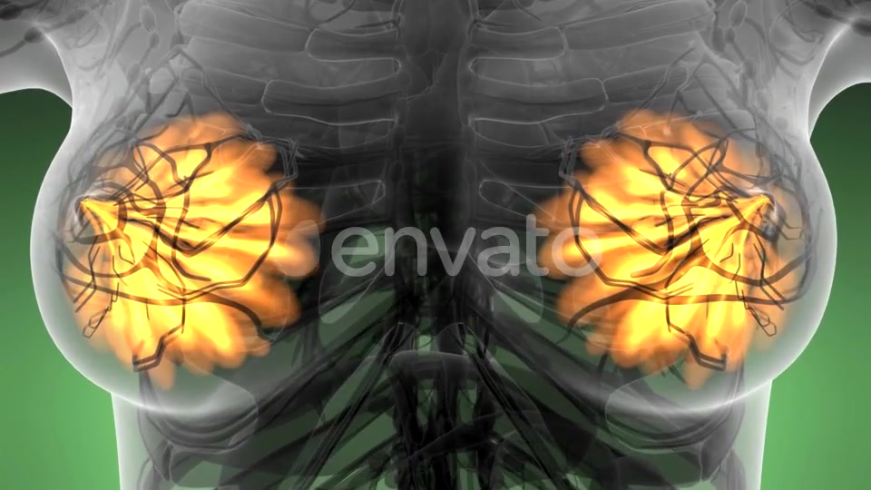 Human Body with Visible Glow Mammary Gland - Download Videohive 21723032
