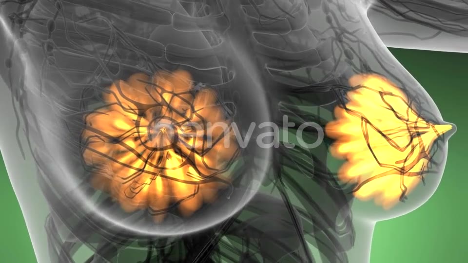 Human Body with Visible Glow Mammary Gland - Download Videohive 21723032