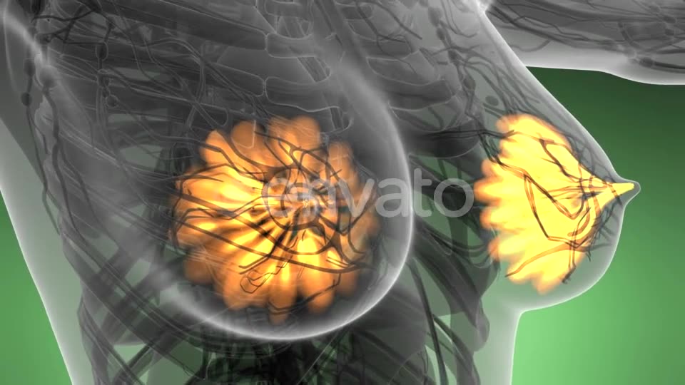 Human Body with Visible Glow Mammary Gland - Download Videohive 21723032