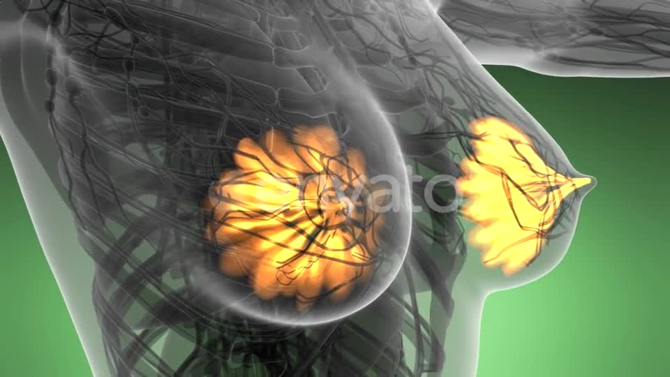 Human Body with Visible Glow Mammary Gland - Download Videohive 21723032