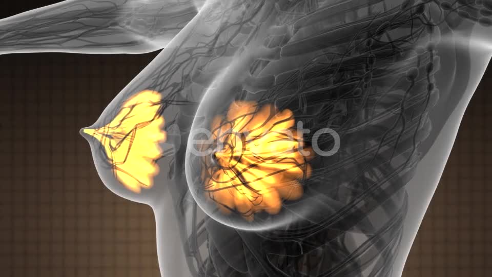 Human Body with Visible Glow Mammary Gland - Download Videohive 21723155