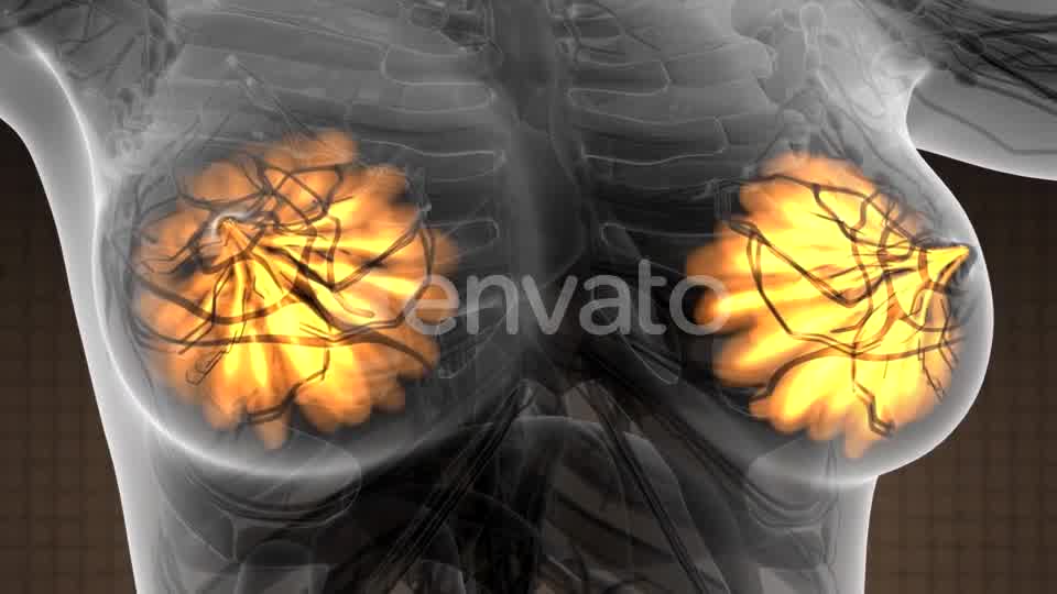 Human Body with Visible Glow Mammary Gland - Download Videohive 21723155