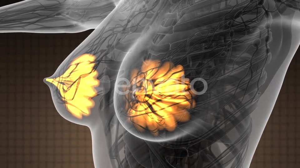 Human Body with Visible Glow Mammary Gland - Download Videohive 21723155