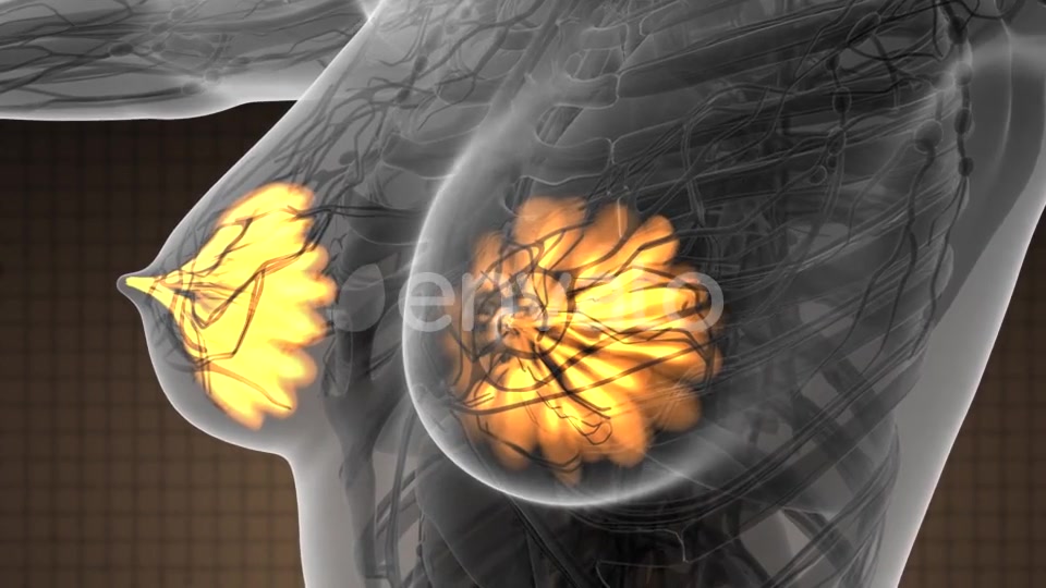 Human Body with Visible Glow Mammary Gland - Download Videohive 21723155