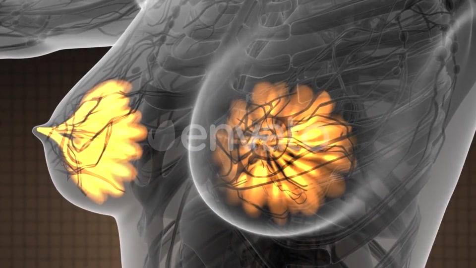 Human Body with Visible Glow Mammary Gland - Download Videohive 21723155