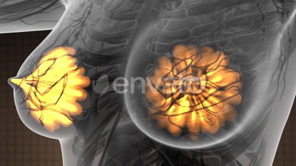 Human Body with Visible Glow Mammary Gland - Download Videohive 21723155