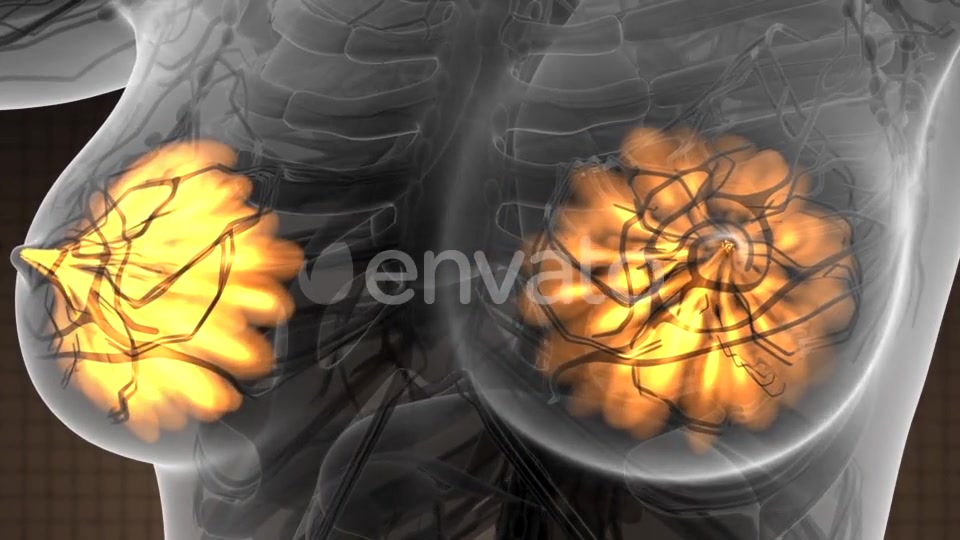 Human Body with Visible Glow Mammary Gland - Download Videohive 21723155