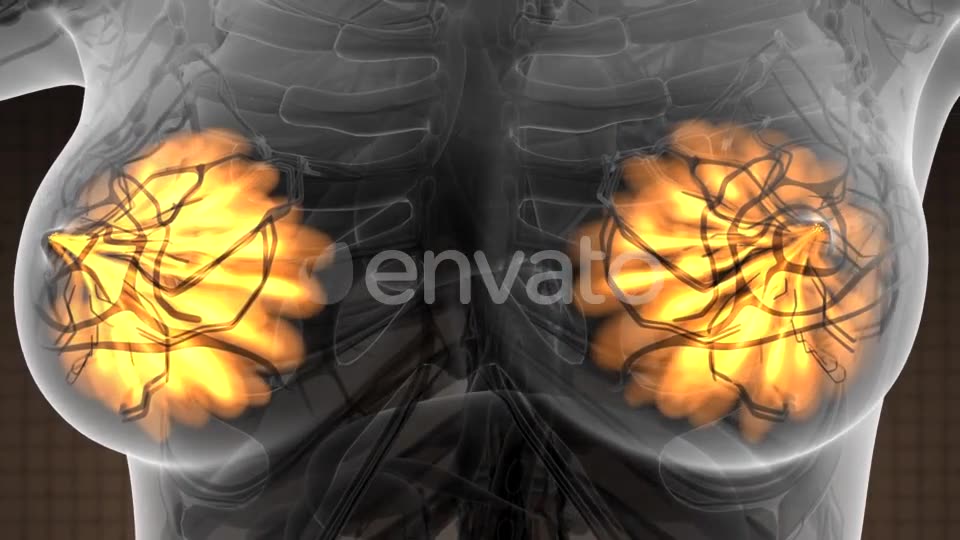 Human Body with Visible Glow Mammary Gland - Download Videohive 21723155