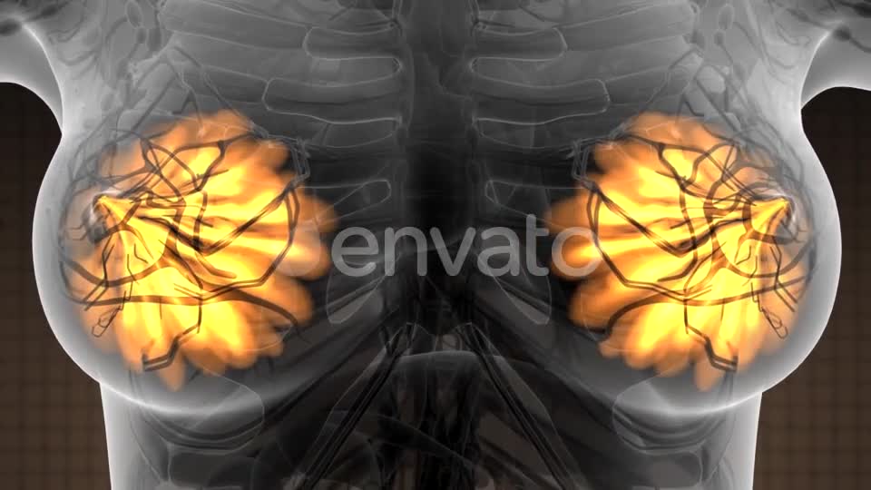 Human Body with Visible Glow Mammary Gland - Download Videohive 21723155