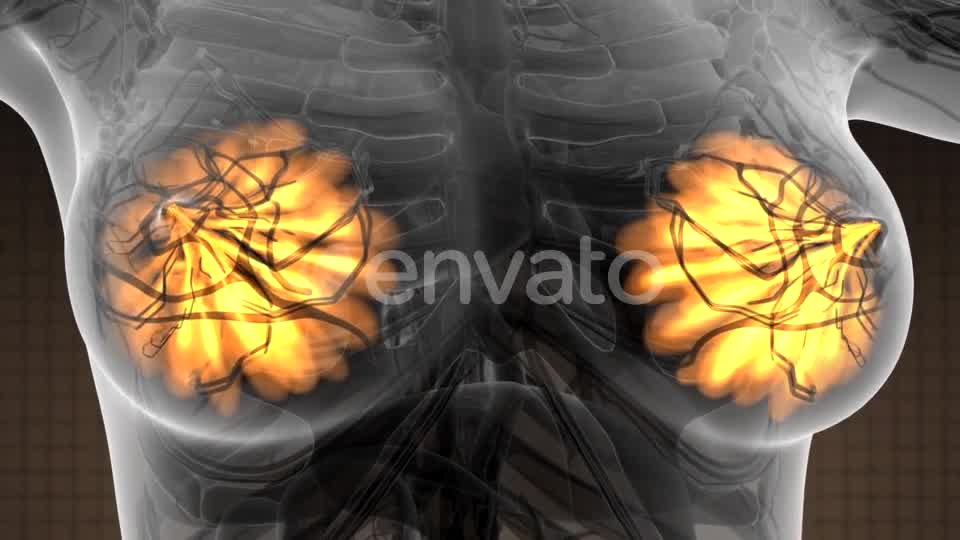 Human Body with Visible Glow Mammary Gland - Download Videohive 21723155