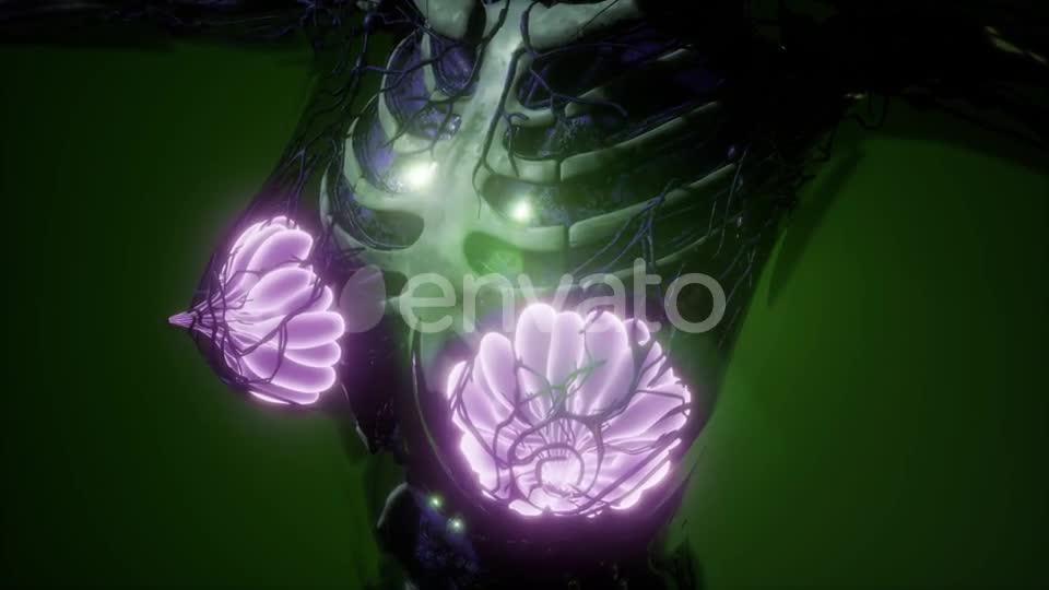 Human Body with Visible Glow Mammary Gland - Download Videohive 21723260