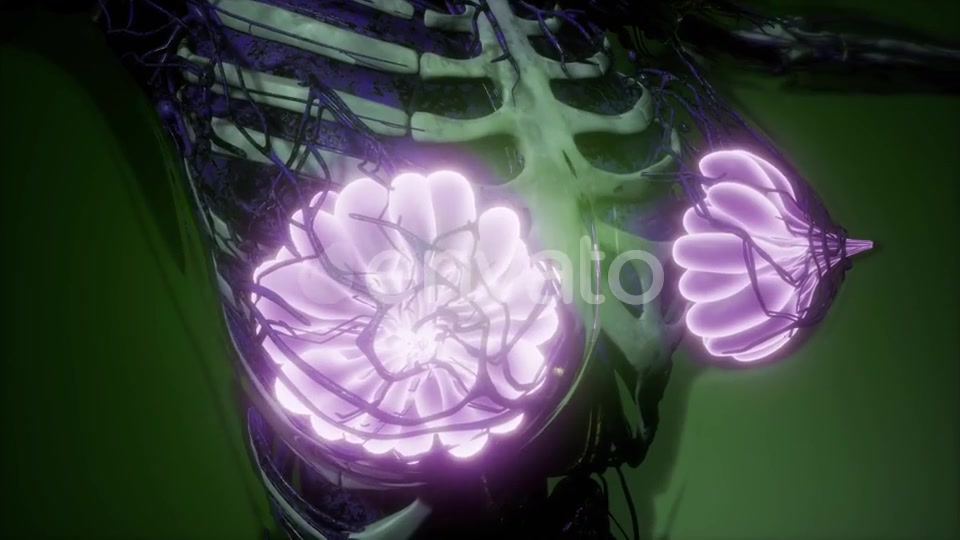 Human Body with Visible Glow Mammary Gland - Download Videohive 21723260