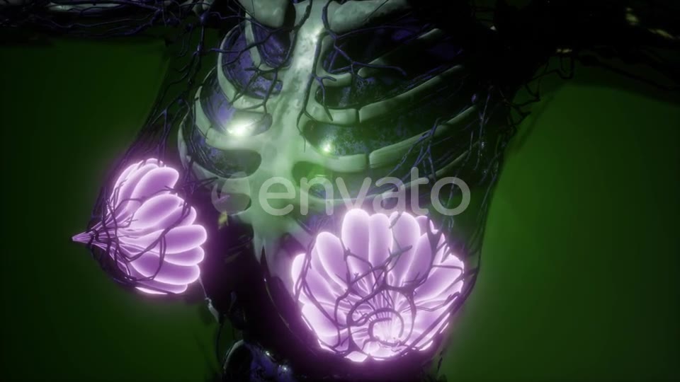 Human Body with Visible Glow Mammary Gland - Download Videohive 21723260