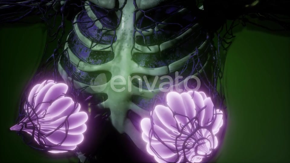 Human Body with Visible Glow Mammary Gland - Download Videohive 21723260