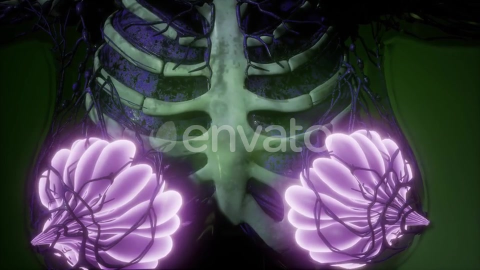 Human Body with Visible Glow Mammary Gland - Download Videohive 21723260