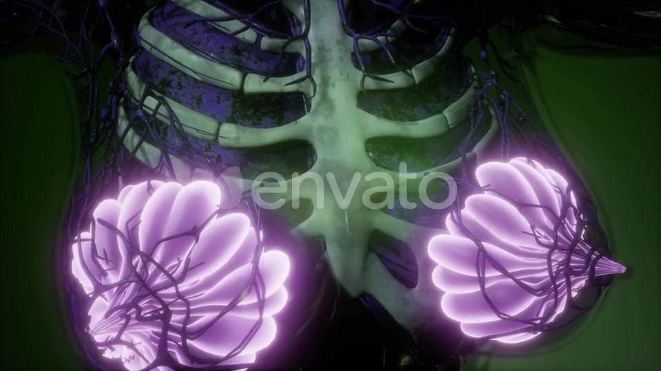 Human Body with Visible Glow Mammary Gland - Download Videohive 21723260