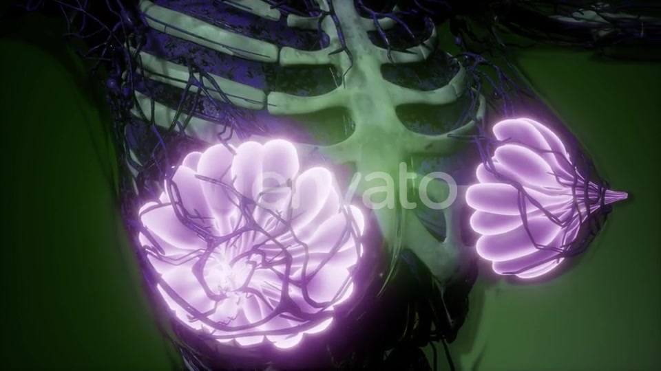 Human Body with Visible Glow Mammary Gland - Download Videohive 21723260