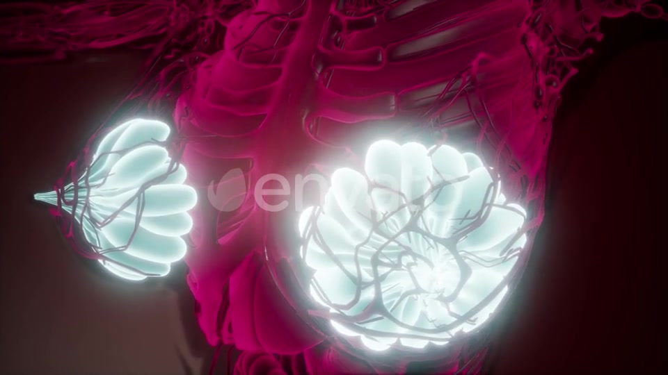Human Body with Visible Glow Mammary Gland - Download Videohive 21742631