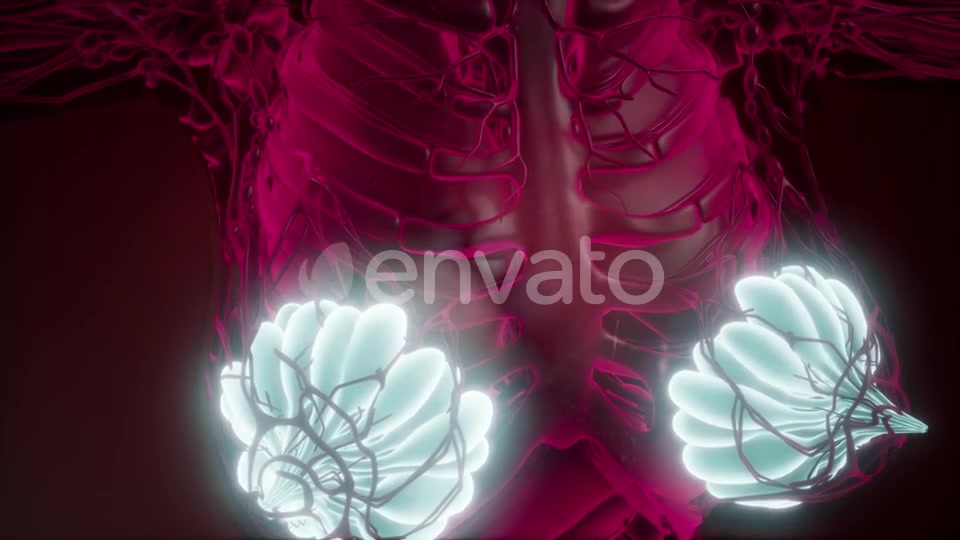 Human Body with Visible Glow Mammary Gland - Download Videohive 21742631