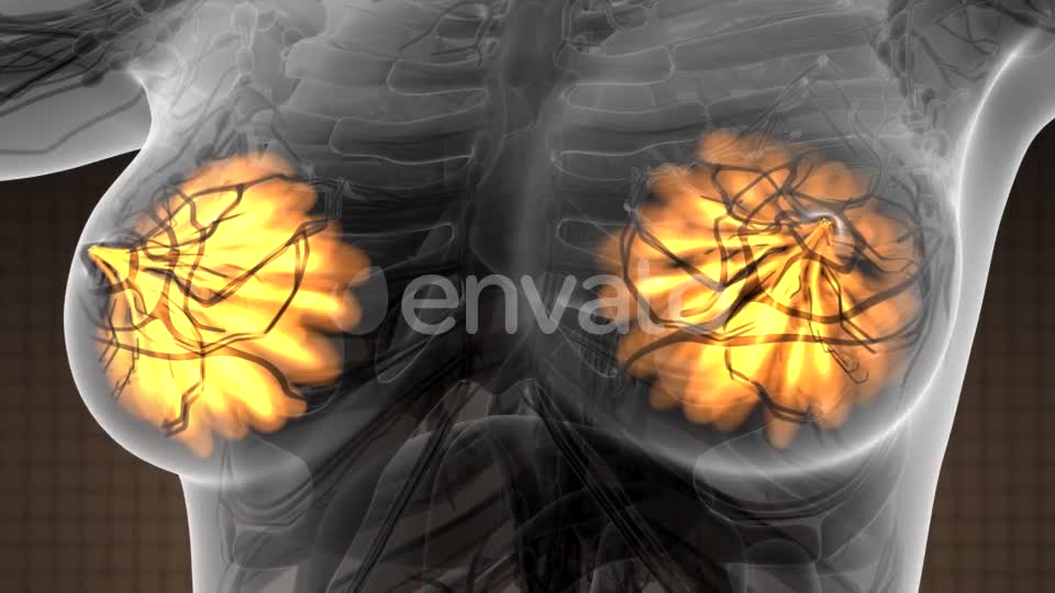 Human Body with Visible Glow Mammary Gland - Download Videohive 21742678
