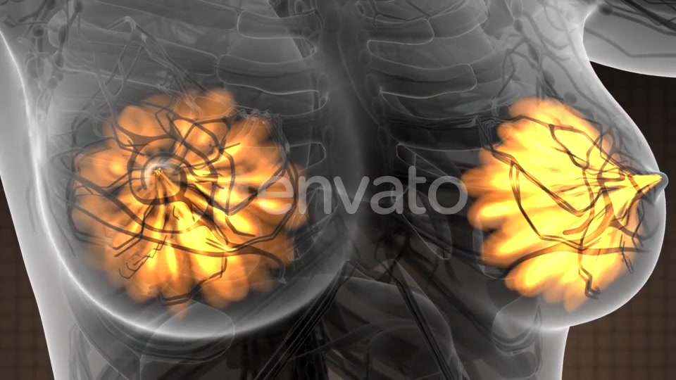 Human Body with Visible Glow Mammary Gland - Download Videohive 21742678