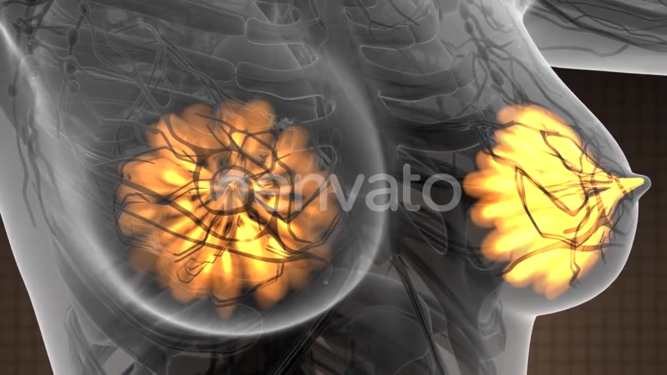 Human Body with Visible Glow Mammary Gland - Download Videohive 21742678