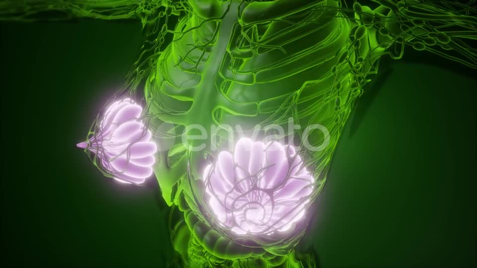 Human Body with Visible Glow Mammary Gland - Download Videohive 22134556