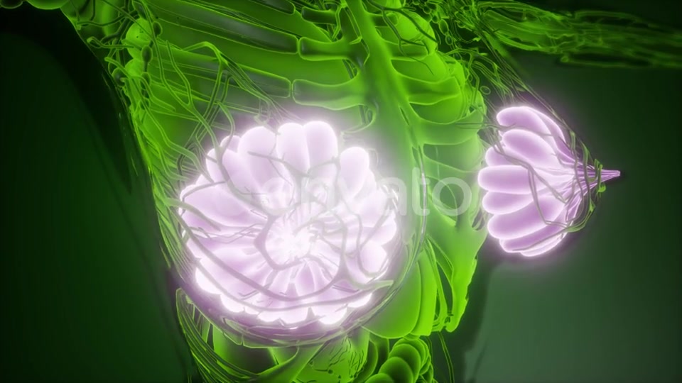 Human Body with Visible Glow Mammary Gland - Download Videohive 22134556