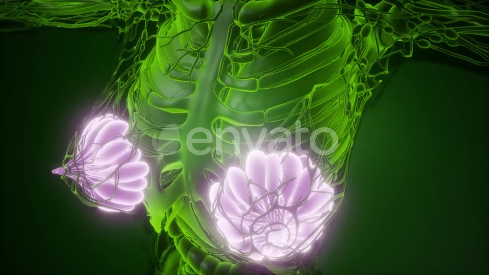 Human Body with Visible Glow Mammary Gland - Download Videohive 22134556