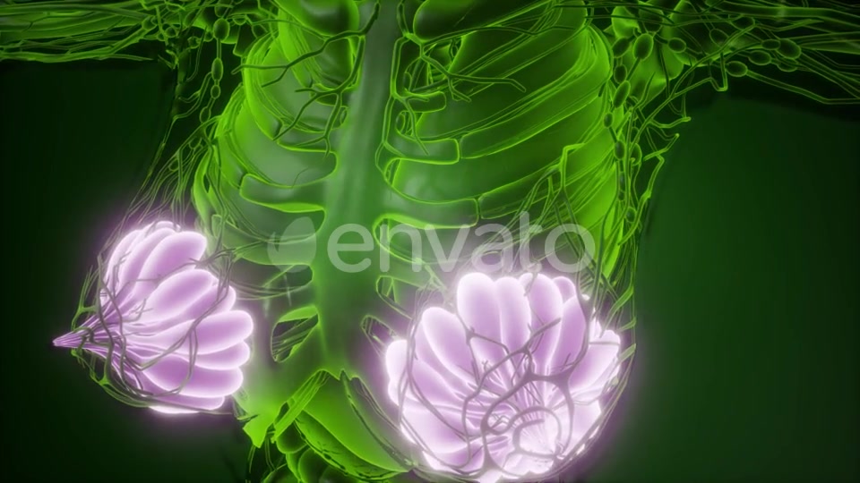 Human Body with Visible Glow Mammary Gland - Download Videohive 22134556