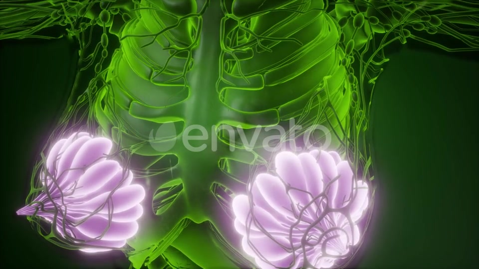 Human Body with Visible Glow Mammary Gland - Download Videohive 22134556