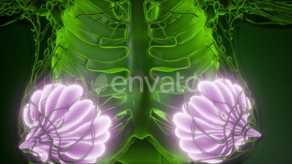 Human Body with Visible Glow Mammary Gland - Download Videohive 22134556