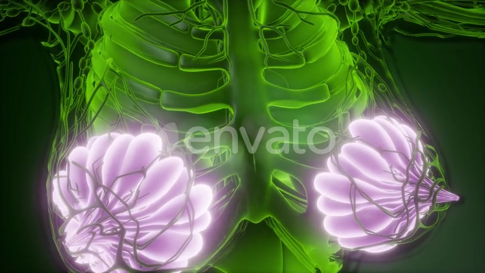 Human Body with Visible Glow Mammary Gland - Download Videohive 22134556