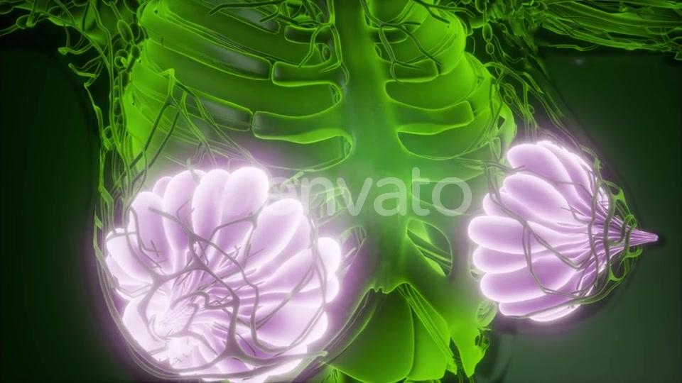 Human Body with Visible Glow Mammary Gland - Download Videohive 22134556