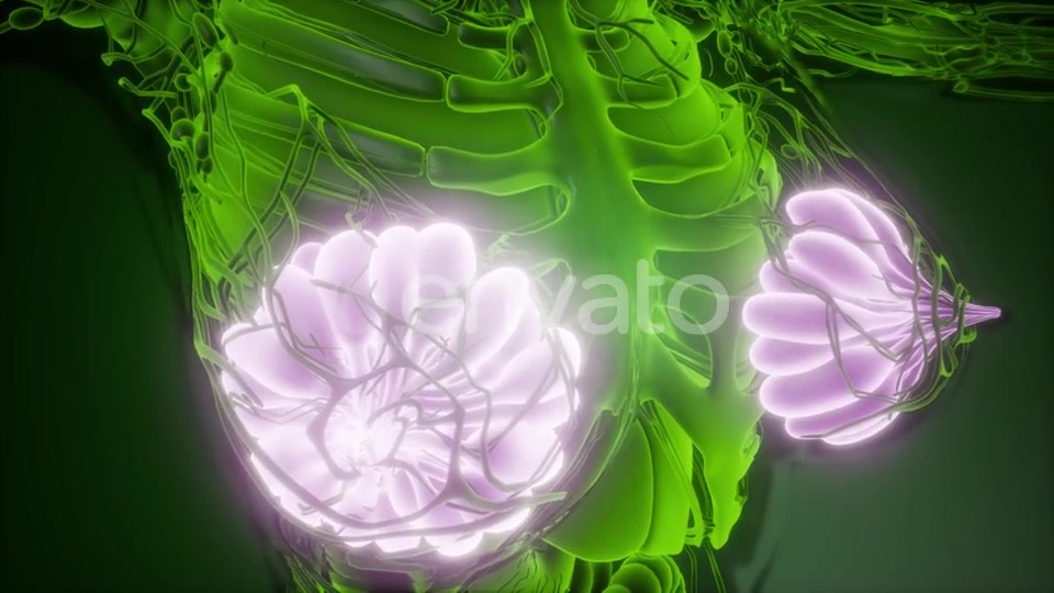 Human Body with Visible Glow Mammary Gland - Download Videohive 22134556