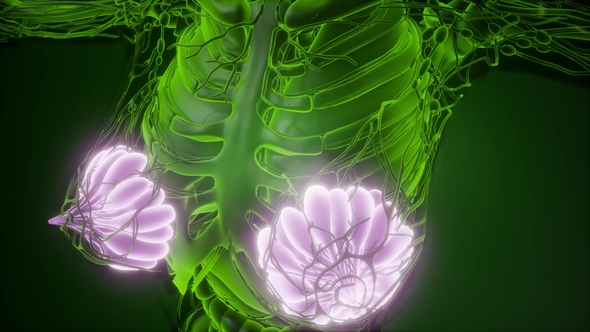 Human Body with Visible Glow Mammary Gland - Download Videohive 22134556