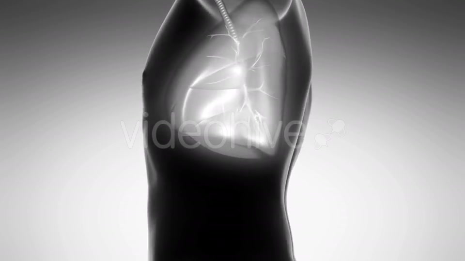 Human Body With Visible Lungs - Download Videohive 18010162