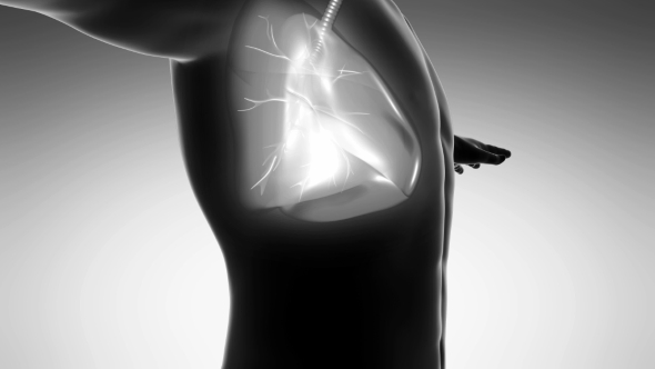Human Body With Visible Lungs - Download Videohive 18010162
