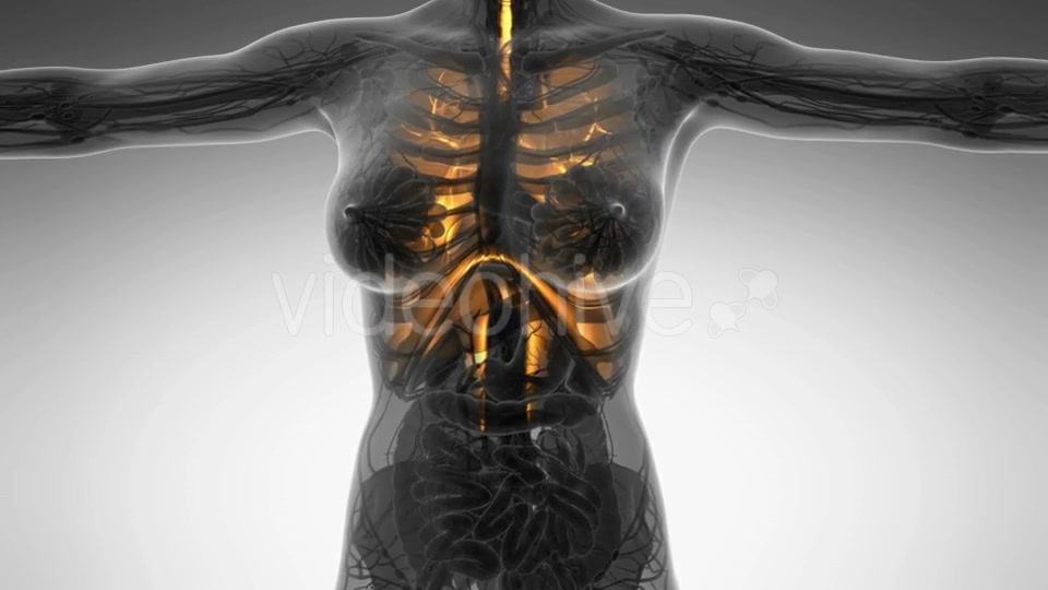 Human Body With Visible Lungs - Download Videohive 18010179