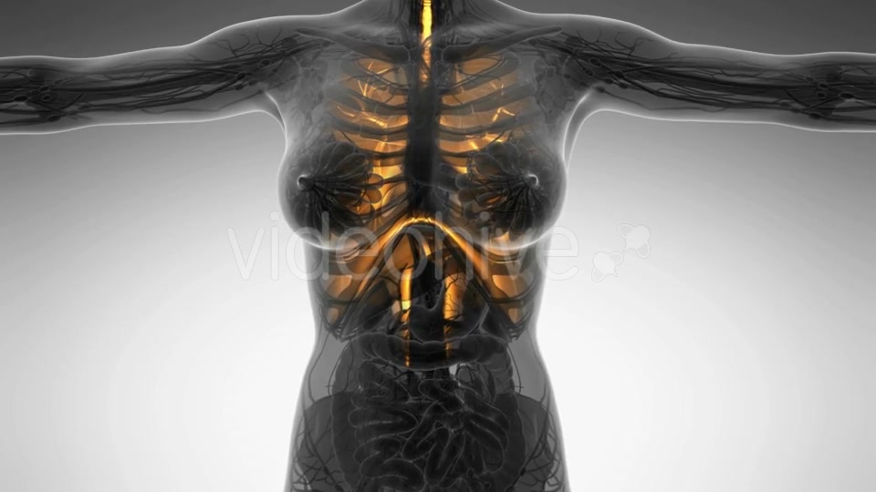 Human Body With Visible Lungs - Download Videohive 18010179