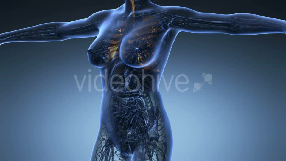 Human Body With Visible Lungs - Download Videohive 18010188