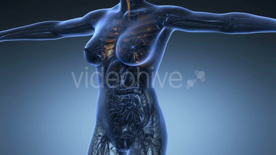 Human Body With Visible Lungs - Download Videohive 18010188